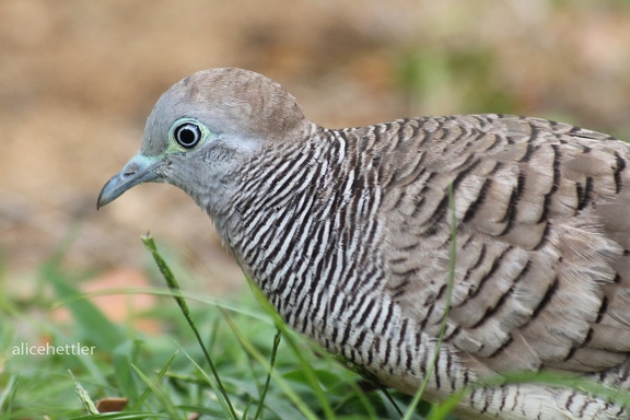 Sperbertaube (Geopelia striata)